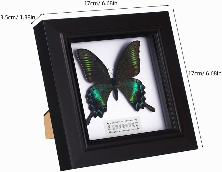 Homoyoyo Rahmen Für Schmetterlingsexemplare Exquisiter Blauer Morpho-Schmetterling Gerahmt Und Monti