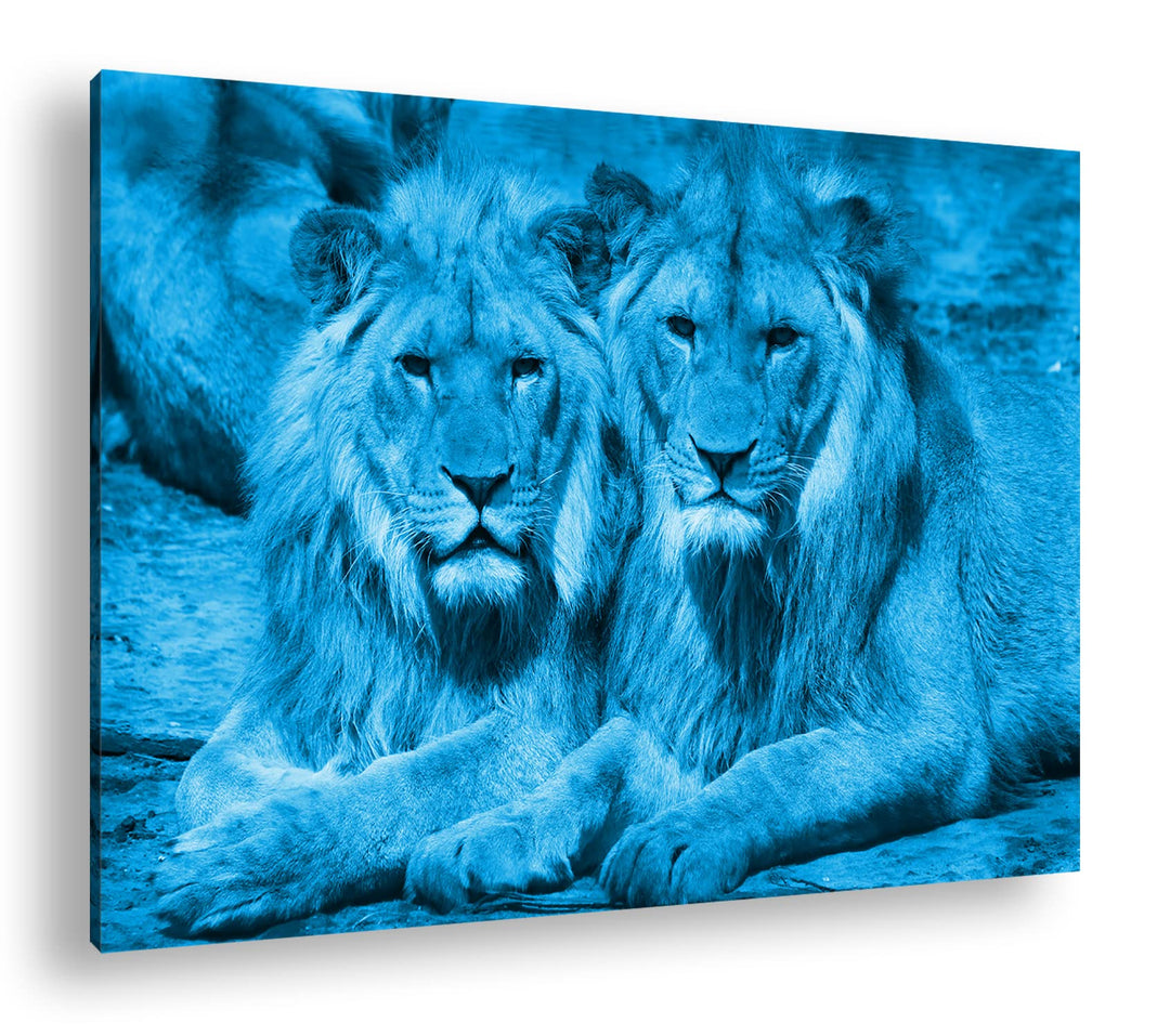 deyoli Atemberaubende Löwen Format 80x60 Effekt: Monocrome Blau als Leinwandbild, Motiv fertig gerah