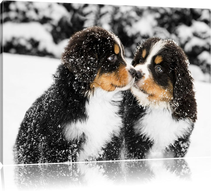 süsse Bernersennenhunde im Schnee schwarz/weiss Format: 100x70 auf Leinwand, XXL riesige Bilder fert