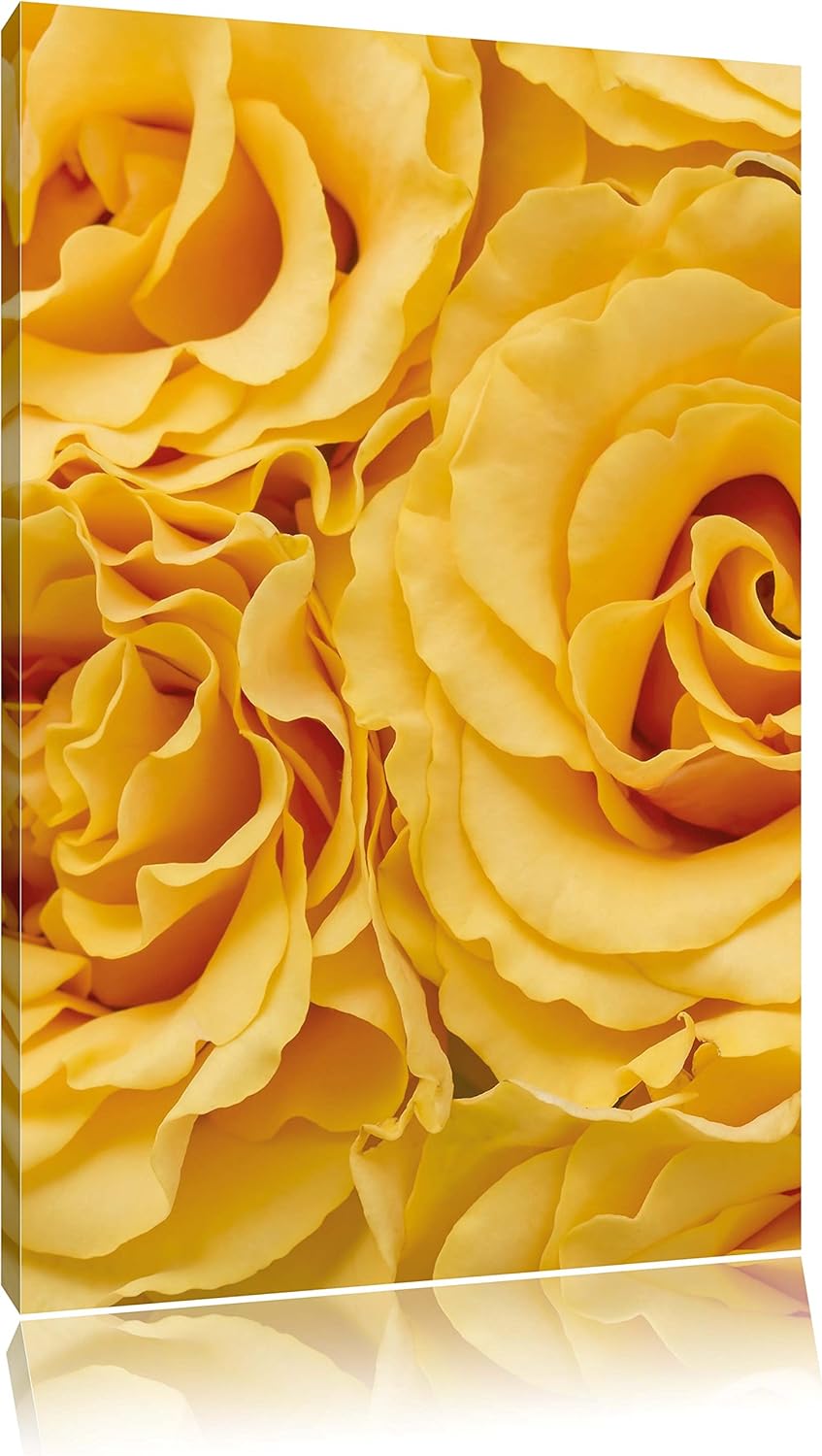 Pixxprint Blumen Rosen als Leinwandbild/Grösse: 100x70 / Wandbild/Kunstdruck/fertig bespannt, 100x70