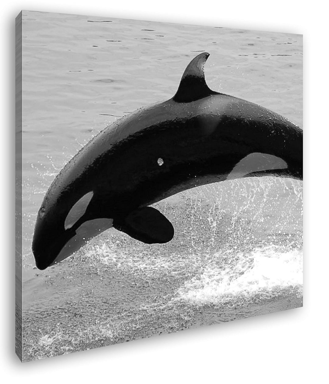 deyoli verspielter Orca Format: 70x70 Effekt: Schwarz&Weiss als Leinwandbild, Motiv auf Echtholzrahm