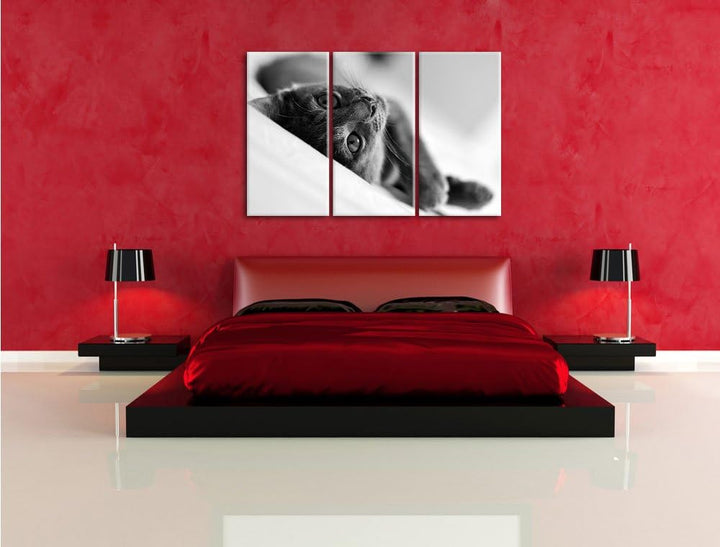 Pixxprint Niedliche Katze liegt im Bett 3-Teiler Leinwandbild 120x80 Bild auf Leinwand