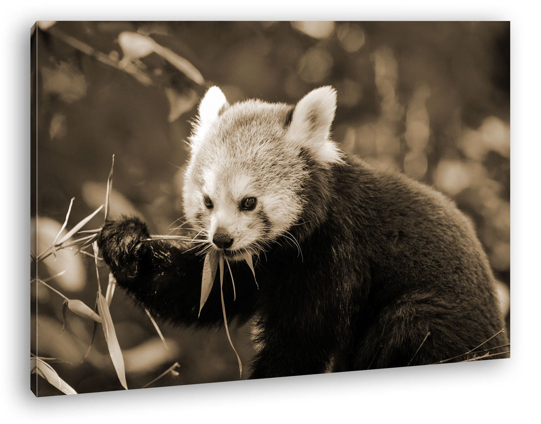 deyoli goldiger Roter Panda Format: 80x60 Effekt: Sepia als Leinwandbild, Motiv fertig gerahmt auf E