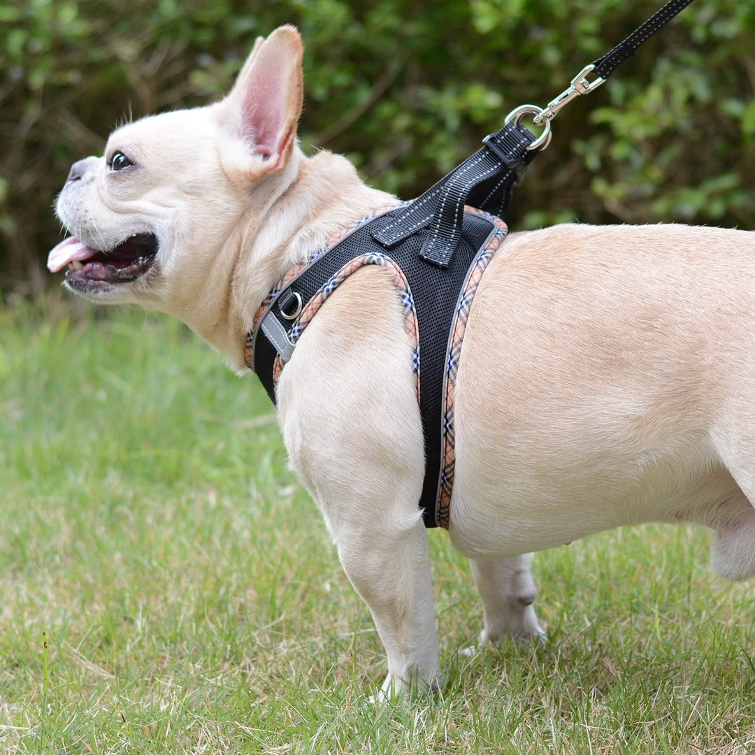 Hundegeschirr Kleine Hunde mit Leine, Step-in Geschirr Reflektierend Atmungsaktiv Brustgeschirr Anti