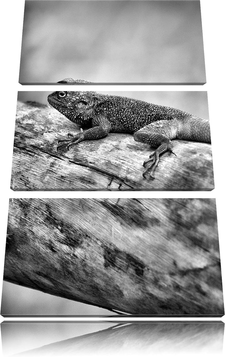 Pixxprint farbenfrohe Eidechse als Leinwandbild/Grösse: 3 Teilig (120x80) cm/Wandbild/Kunstdruck/fer