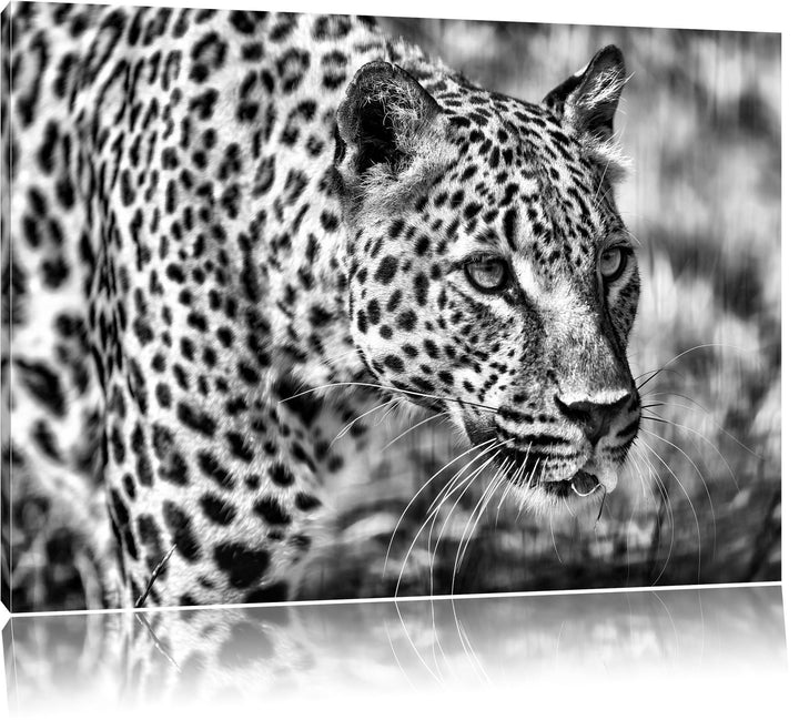 Pixxprint Monocrome, schleichender Leopard, Format: 100x70 auf Leinwand, riesige Bilder fertig gerah