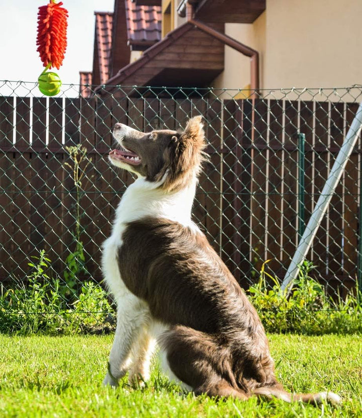 Dingo Mop Bungee Rot Mikrofaser mit Vanille Duft Ball Hundespielzeug Agility Apporte zum Spielen Tau