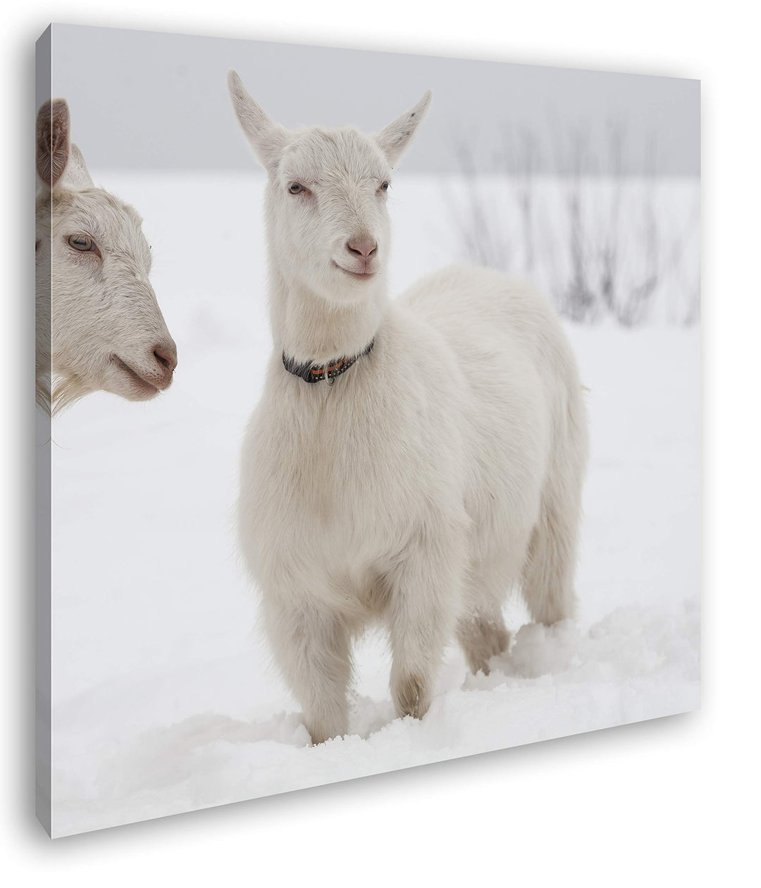 deyoli weisse Ziegen im Schnee Format: 70x70 als Leinwand, Motiv fertig gerahmt auf Echtholzrahmen,