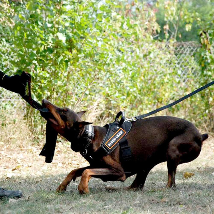 Dingo Gear Hundearbeitsgeschirr aus Stylonband Schwarz Grosse M Spaziergängen, Patrouillen sowie Tra