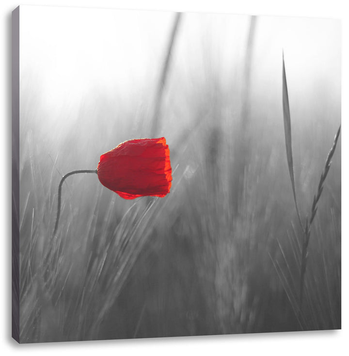 Pixxprint Einzelne rote Rose im Sonnenlicht als Leinwandbild Quadratisch| Grösse: 70x70 | Wandbild|