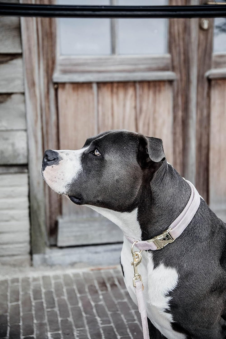 Kentucky Dogwear Halsband Dog Collar &