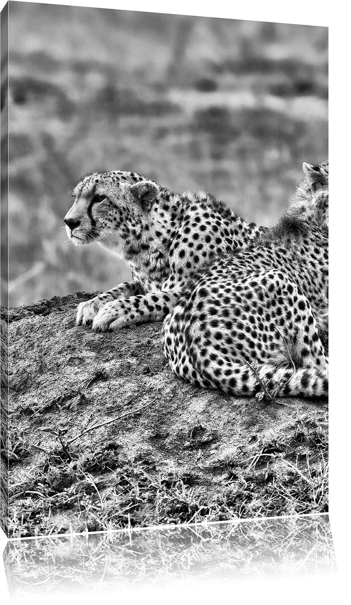 Pixxprint Monocrome, prächtige Geparden auf Stein, Format: 100x70 auf Leinwand, riesige Bilder ferti