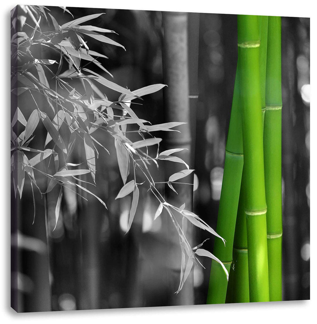 Pixxprint frischer Bambus schwarz/weiss, Format: 70x70 auf Leinwand, 70x70