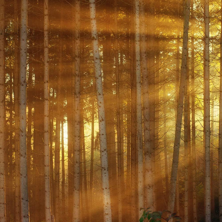 Feeby Wanddeko XXL Natur Leinwandbild 5 Teilig Sonnenuntergang Bäume orange 100x70 cm Leinwandbild 1