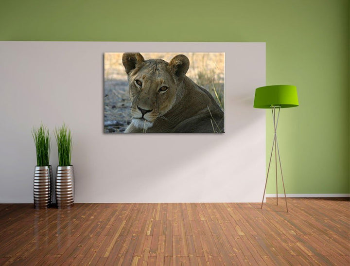 schöne Löwin im Wildgras Leinwand, XXL riesige Bilder fertig gerahmt mit Keilrahmen, Kunstdruck auf