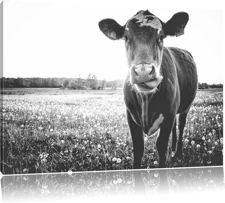 Pixxprint Einzelne Kuh auf Butterblumenwiese in der Abendsonne Kunst B&W, Format: 100x70 auf Leinwan