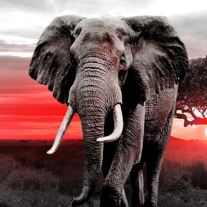 Runa Art Bild Wohnzimmer Schlafzimmer Afrika Elefant 5 Teilig Savanne Grau Rosa Wandbilder auf Vlies