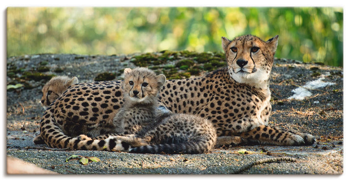 ARTland Leinwandbilder Wandbild Bild auf Leinwand 60 x 30 cm Wanddeko Afrika Natur Portrait Tiere Wi