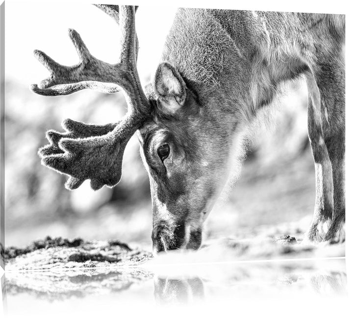 Pixxprint süsses Rentier beim Essen Kunst B&W als Leinwandbild/Grösse: 100x70 cm/Wandbild/Kunstdruck