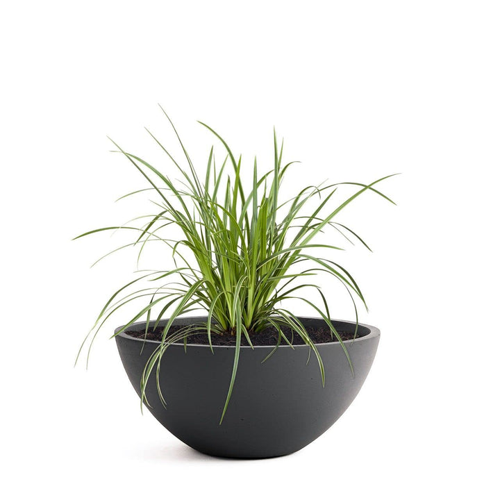 Pflanzwerk® Pflanzkübel Pflanzschale Bowl Ø 28cm Anthrazit *Frostbeständige Blumenschale* *Premiumqu