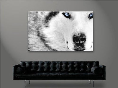 islandburner Bild Bilder auf Leinwand Wolf Husky 1p Hunde XXL Poster Leinwandbild Wandbild Dekoartik