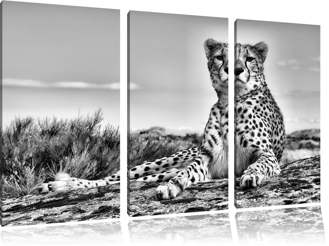 Pixxprint Monocrome, Gepard in Savanne 3-Teiler Leinwandbild 120x80 Bild auf Leinwand