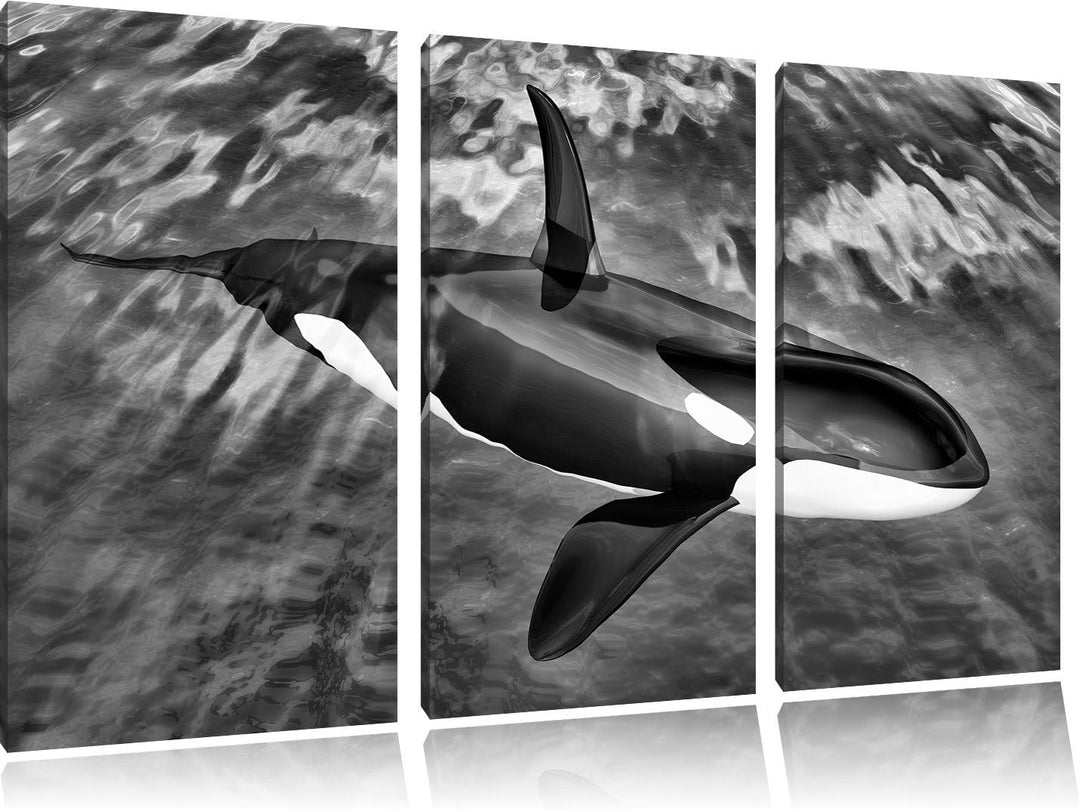 Pixxprint Monocrome, Orca im blauen Meer 3-Teiler Leinwandbild 120x80 Bild auf Leinwand