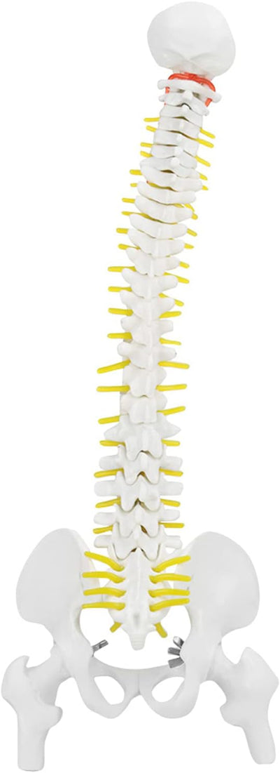 Wirbelsäule Modell, Wissenschaftliches Menschliches Wirbelsäulenmodell 45 cm Lebensgrosses Abnehmbar