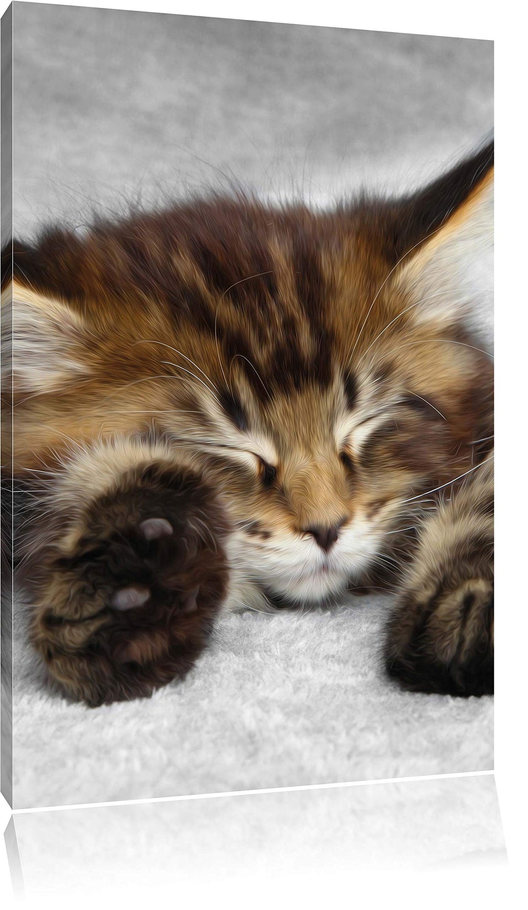 Pixxprint schlafende Katze mit grossen Ohren als Leinwandbild/Grösse: 100x70 / Wandbild/Kunstdruck/f