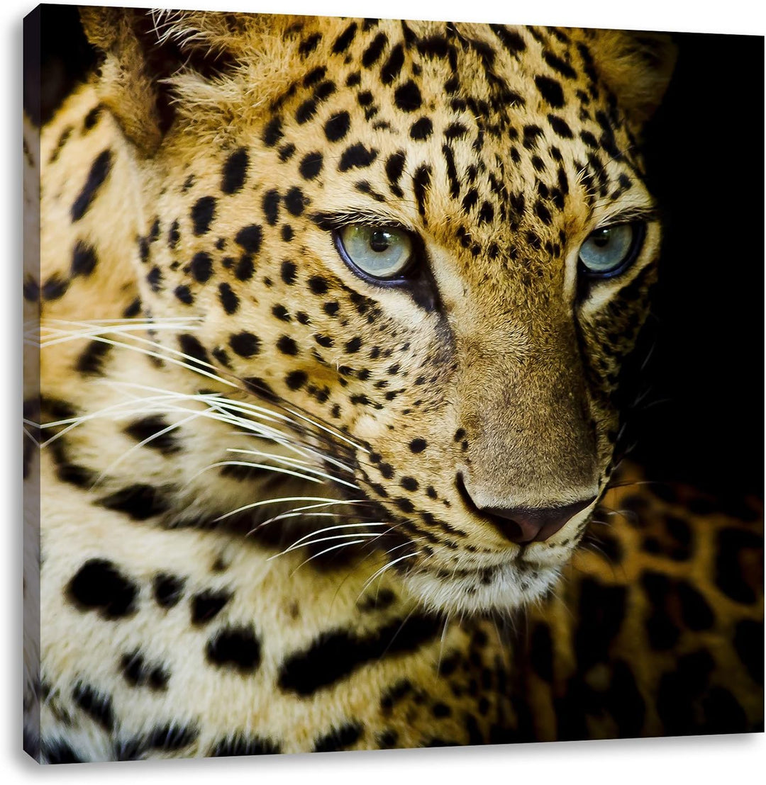 Leopard mit blauen Augen, Format: 70x70 auf Leinwand, XXL riesige Bilder fertig gerahmt mit Keilrahm