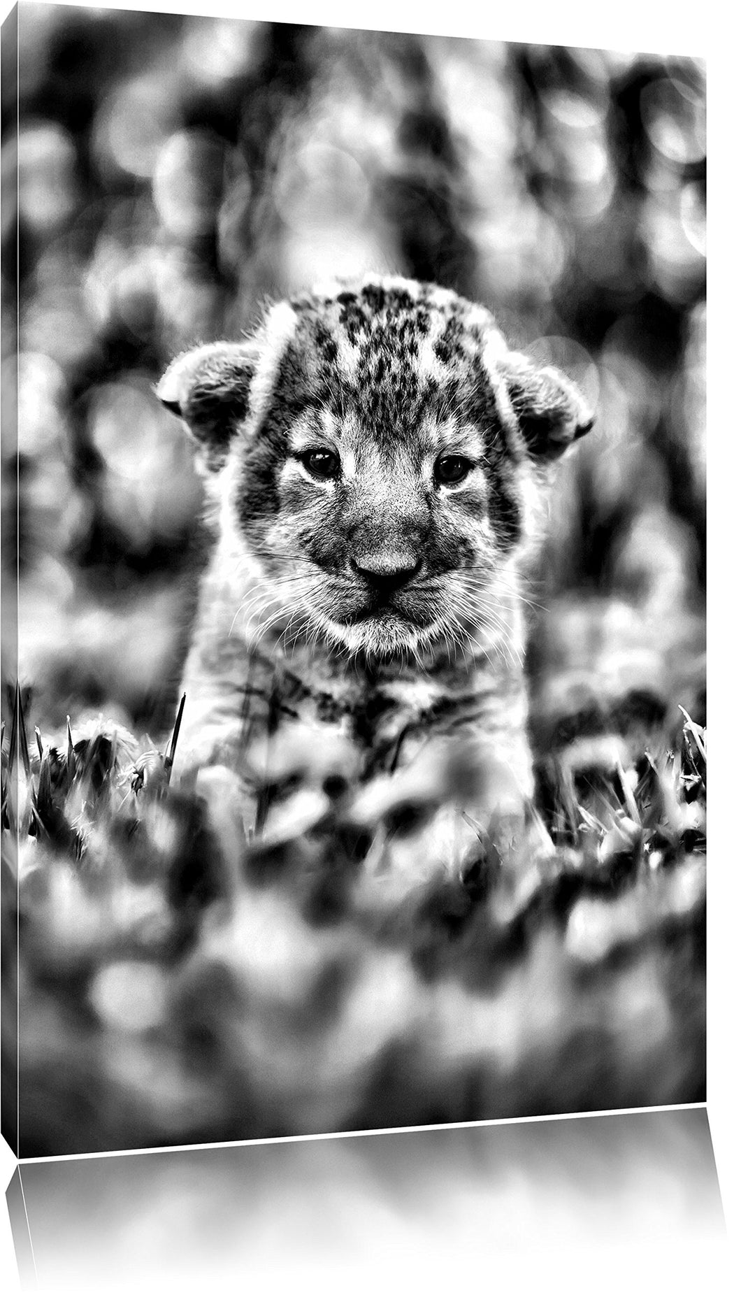 Pixxprint Niedliches Löwenbaby als Leinwandbild/Grösse: 100x70 / Wandbild/Kunstdruck/fertig bespannt