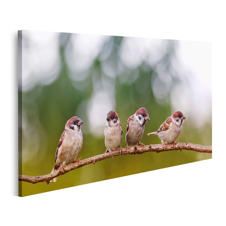 islandburner Bild auf Leinwand Lustige Spatzen Vögel Gruppe Frühling Bilder Wandbilder Poster Leinwa