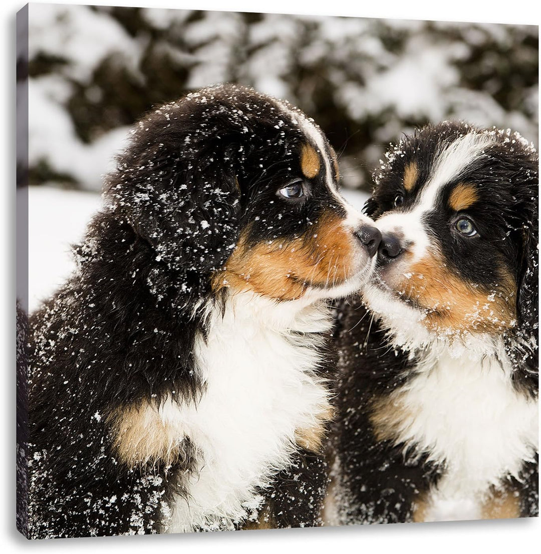 Pixxprint Bernersennen Hunde Welpen im Schnee, Format: 70x70 auf Leinwand, 70x70