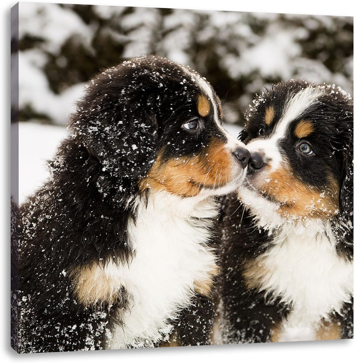 Pixxprint Bernersennen Hunde Welpen im Schnee, Format: 70x70 auf Leinwand, 70x70