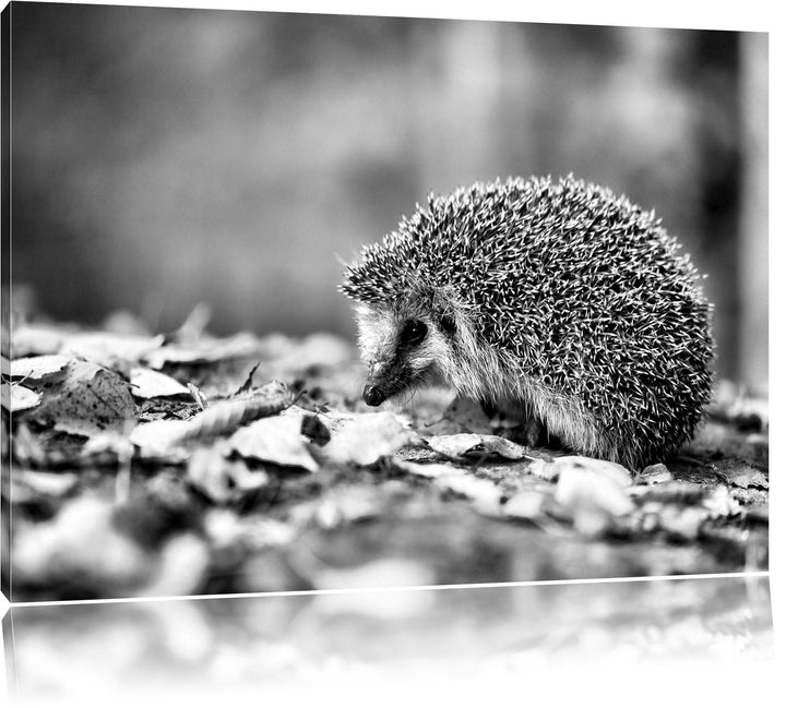 Monocrome, Igel im Laub , Format: 100x70 auf Leinwand, XXL riesige Bilder fertig gerahmt mit Keilrah