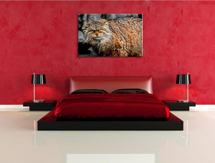 gereizte kleine Manul schwarz/weiss Deluxe Format: 100x70 cm auf Leinwand, XXL riesige Bilder fertig