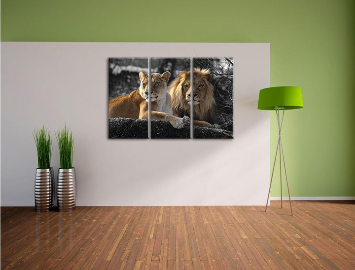 Pixxprint interessiertes Löwenpaar als Leinwandbild/Grösse: 3 Teilig (120x80) cm/Wandbild/Kunstdruck
