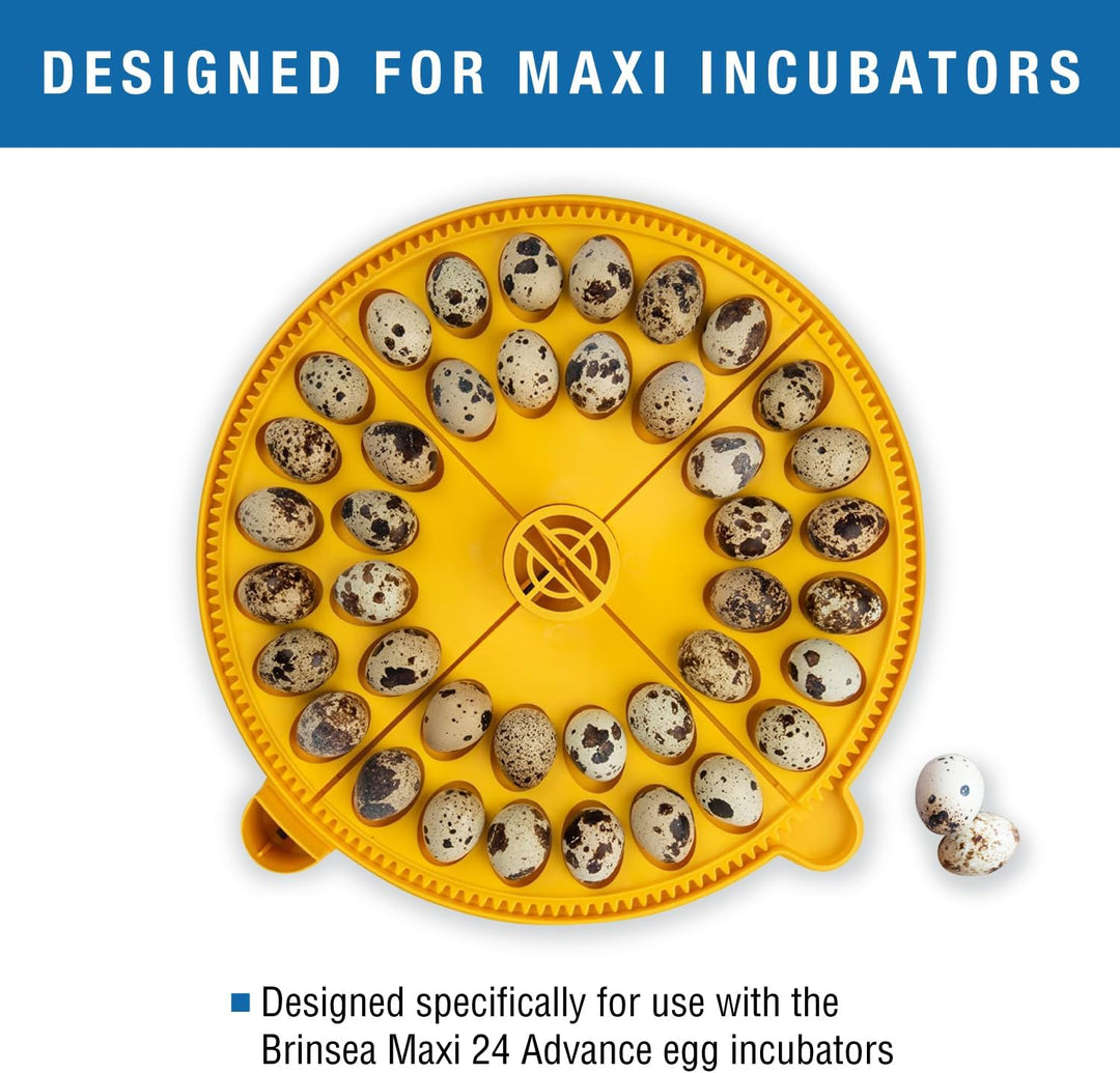 Brinsea Products Maxi Advance Inkubator, kleines Eierviertel, 40 Wachteleier, Gelb