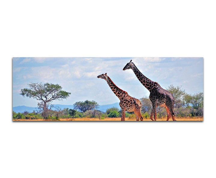 Paul Sinus Art Panoramabild auf Leinwand und Keilrahmen 150x50cm Afrika Elefant Grossaufnahme