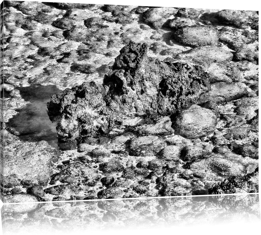 Pixxprint rote Krabbe auf Riff / 100x70cm Leinwandbild bespannt auf Holzrahmen/Wandbild Kunstdruck D