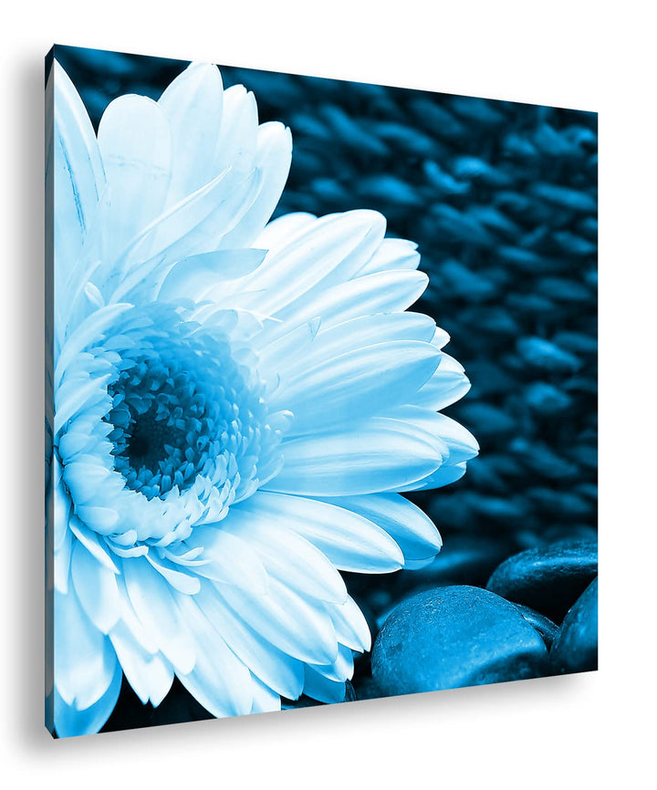 deyoli Weisse Gerbera Format: 60x60 Effekt: Zeichnung als Leinwandbild, Motiv auf Echtholzrahmen, Ho