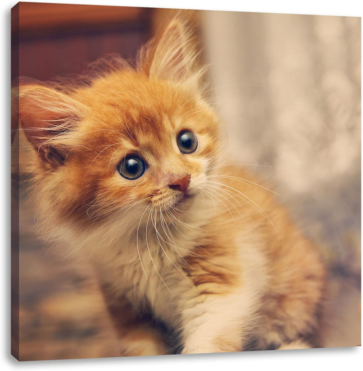 Neugieriges Kätzchen, Format: 70x70 auf Leinwand, XXL riesige Bilder fertig gerahmt mit Keilrahmen,