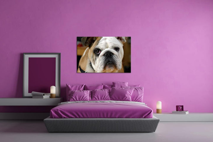 deyoli Englische Bulldogge im Format: 60x40 als Leinwandbild, Motiv fertig gerahmt auf Echtholzrahme