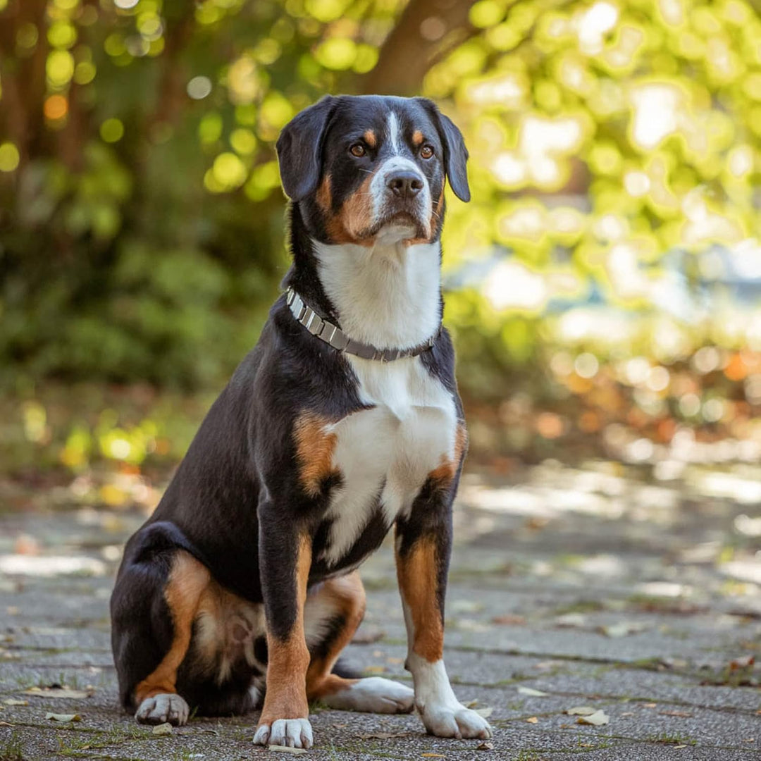 Sprenger Hundehalsband Neck-Tech Fun mit ClicLock Verschluss I Hundehalskette aus rostfreiem Edelsta