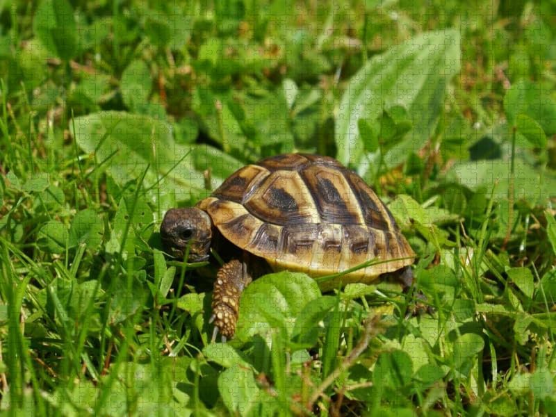 CALVENDO Puzzle Griechisches Landschildkröten Baby 2000 Teile Lege-Grösse 90 x 67 cm Foto-Puzzle Bil