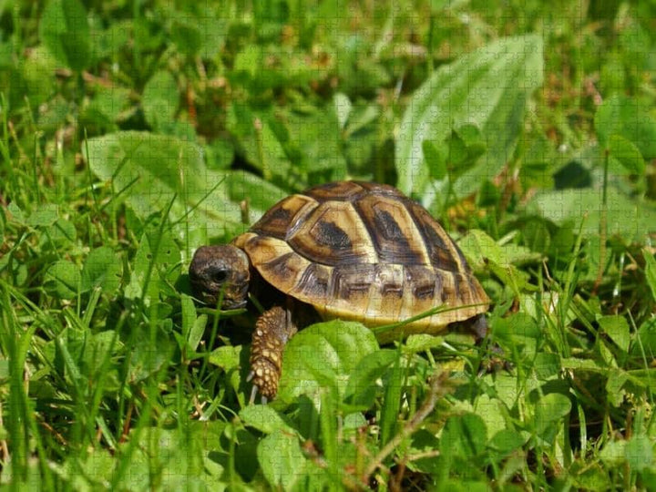 CALVENDO Puzzle Griechisches Landschildkröten Baby 2000 Teile Lege-Grösse 90 x 67 cm Foto-Puzzle Bil