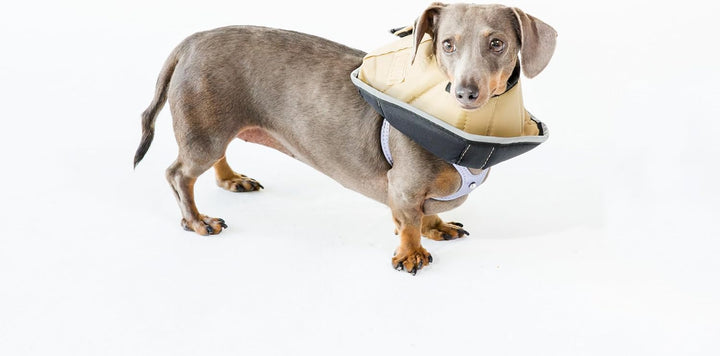All Four Paws „The Comfy Cone“ Halskrause für Haustiere,Small Small hautfarben, Small hautfarben