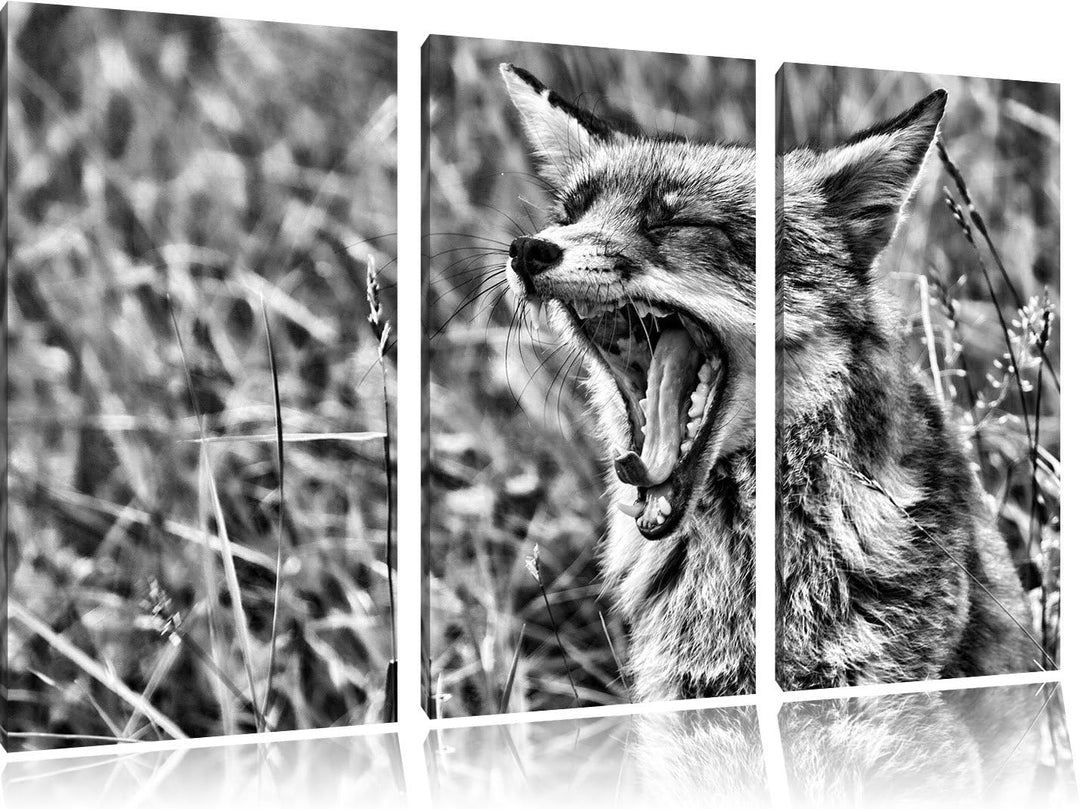 Pixxprint müder Fuchs auf Wildwiese als Leinwandbild/Grösse: 3 Teilig (120x80) cm/Wandbild/Kunstdruc