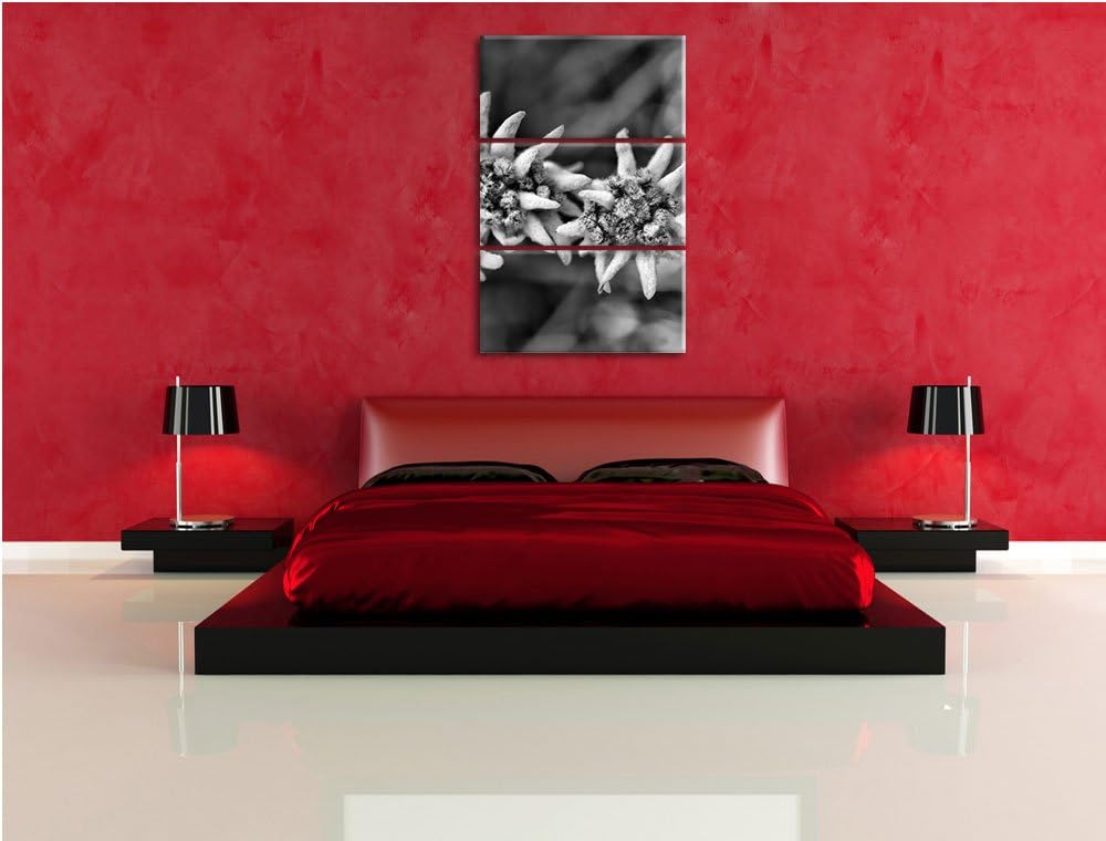 Pixxprint Monocrome, Weisses Edelweiss 3-Teiler Leinwandbild 120x80 Bild auf Leinwand