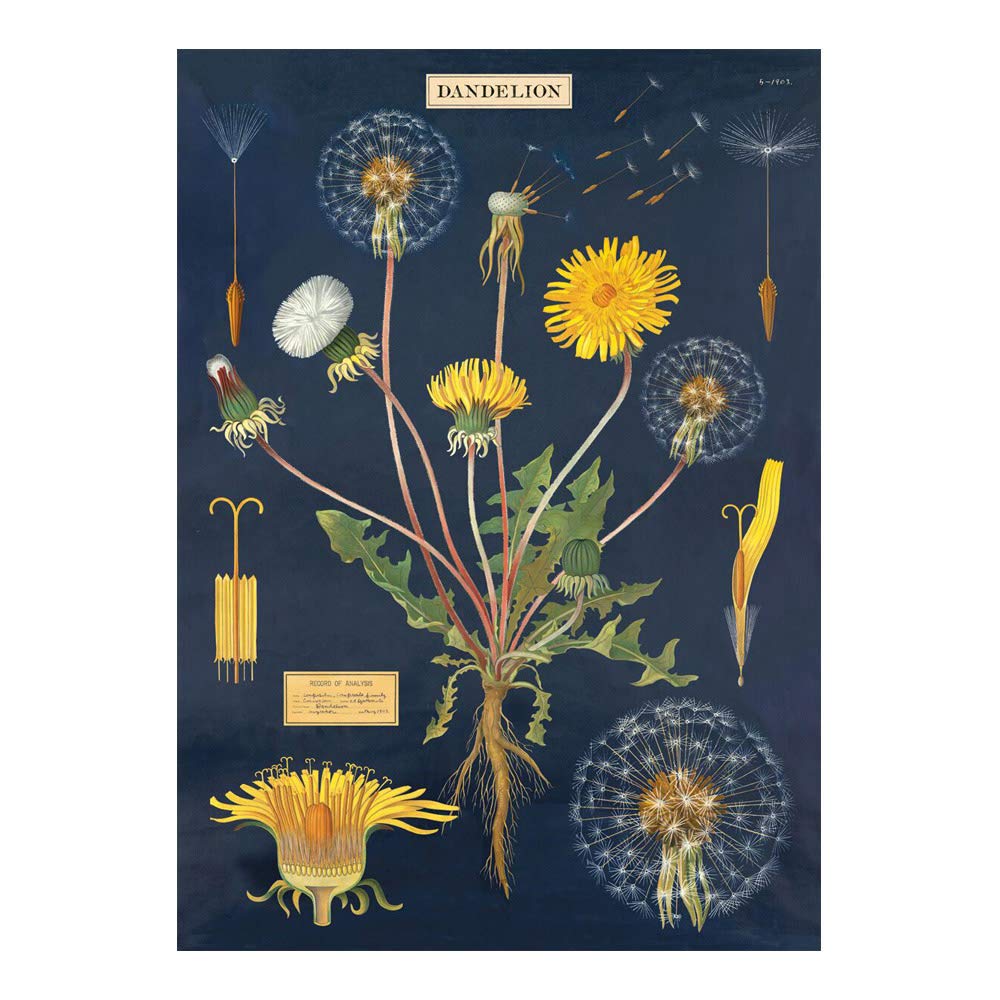 Cavallini Löwenzahn-Geschenkpapier